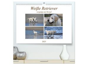 9783435235650 - Weiße Retriever vergnügt am Strand (hochwertiger Premium Wandkalender 2025 DIN A2 quer) Kunstdruck in Hochglanz