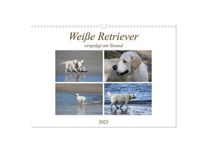 9783435238187 - Weiße Retriever vergnügt am Strand (Wandkalender 2025 DIN A3 quer) CALVENDO Monatskalender