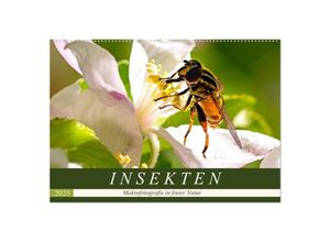 9783435240425 - INSEKTEN - Makrofotografie in freier Natur (Wandkalender 2025 DIN A2 quer) CALVENDO Monatskalender