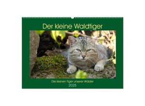 9783435240869 - Der kleine Waldtiger (Wandkalender 2025 DIN A2 quer) CALVENDO Monatskalender