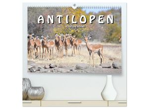 9783435243792 - Antilopen schön und schnell (hochwertiger Premium Wandkalender 2025 DIN A2 quer) Kunstdruck in Hochglanz