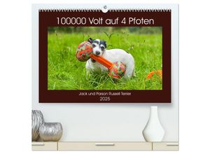 9783435245499 - 100000 Volt auf vier Pfoten - Jack und Parson Russell Terrier (hochwertiger Premium Wandkalender 2025 DIN A2 quer) Kunstdruck in Hochglanz