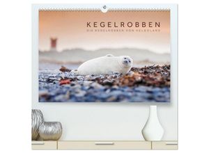 9783435246861 - Kegelrobben - Die Kegelrobben von Helgoland (hochwertiger Premium Wandkalender 2025 DIN A2 quer) Kunstdruck in Hochglanz