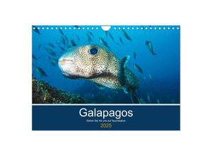 9783435248568 - Unterwasserwelt Galapagos (Wandkalender 2025 DIN A4 quer) CALVENDO Monatskalender