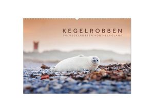 9783435251476 - Kegelrobben - Die Kegelrobben von Helgoland (Wandkalender 2025 DIN A2 quer) CALVENDO Monatskalender