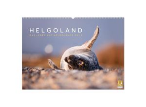 9783435251681 - Helgoland - Das Leben auf der Düne Helgolands (Wandkalender 2025 DIN A2 quer) CALVENDO Monatskalender