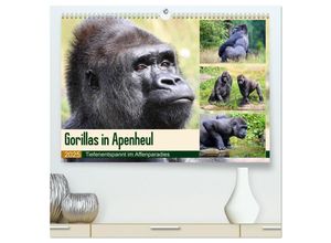 9783435252565 - Flachlandgorillas in Apenheul (hochwertiger Premium Wandkalender 2025 DIN A2 quer) Kunstdruck in Hochglanz