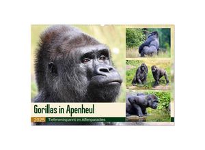 9783435257126 - Flachlandgorillas in Apenheul (Wandkalender 2025 DIN A2 quer) CALVENDO Monatskalender