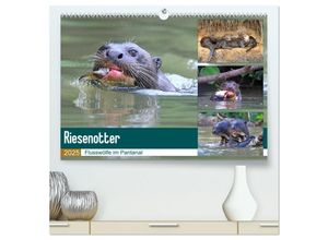 9783435258468 - Riesenotter - Flusswölfe im Pantanal (hochwertiger Premium Wandkalender 2025 DIN A2 quer) Kunstdruck in Hochglanz