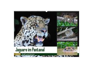 9783435262311 - Jaguare im Pantanal (Wandkalender 2025 DIN A2 quer) CALVENDO Monatskalender