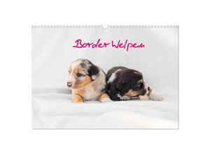 9783435263530 - Border Welpen (Wandkalender 2025 DIN A3 quer) CALVENDO Monatskalender