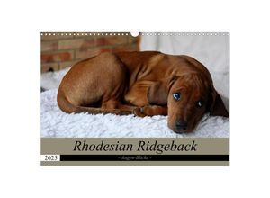 9783435264797 - Rhodesian Ridgeback Augen-Blicke (Wandkalender 2025 DIN A3 quer) CALVENDO Monatskalender