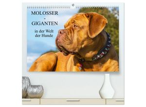 9783435266524 - Molosser - Giganten in der Welt der Hunde (hochwertiger Premium Wandkalender 2025 DIN A2 quer) Kunstdruck in Hochglanz