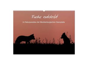 9783435267736 - Fuchs entdeckt - im Naturparadies der Mecklenburgischen Seenplatte (Wandkalender 2025 DIN A2 quer) CALVENDO Monatskalender