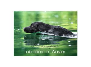 9783435279937 - Labradore im Wasser (Wandkalender 2025 DIN A2 quer) CALVENDO Monatskalender