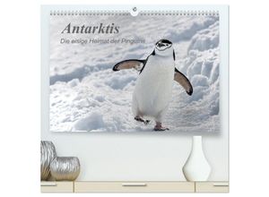 9783435280988 - Antarktis die eisige Heimat der Pinguine (hochwertiger Premium Wandkalender 2025 DIN A2 quer) Kunstdruck in Hochglanz