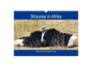 9783435285754 - Strausse in Afrika (Wandkalender 2025 DIN A3 quer) CALVENDO Monatskalender