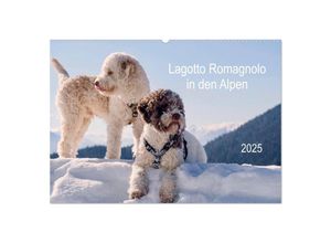 9783435295159 - Lagotto Romagnolo in den Alpen 2025 (Wandkalender 2025 DIN A2 quer) CALVENDO Monatskalender