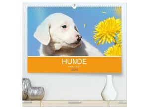 9783435300624 - HUNDE LEBEN IST BUNT (hochwertiger Premium Wandkalender 2025 DIN A2 quer) Kunstdruck in Hochglanz