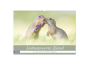 9783435303557 - Liebenswerte Ziesel - vom Aussterben bedrohte Nagetiere (Wandkalender 2025 DIN A2 quer) CALVENDO Monatskalender