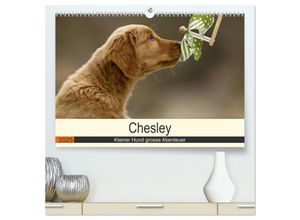 9783435303649 - Chesley Kleiner Hund grosse Abenteuer (hochwertiger Premium Wandkalender 2025 DIN A2 quer) Kunstdruck in Hochglanz