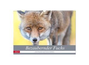 9783435305612 - Bezaubernder Fuchs - ein Freund auf leisen Sohlen (Wandkalender 2025 DIN A3 quer) CALVENDO Monatskalender