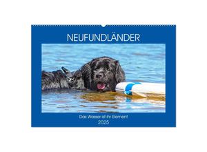 9783435305650 - Neufundländer - Das Wasser ist ihr Element (Wandkalender 2025 DIN A2 quer) CALVENDO Monatskalender