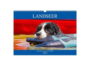 9783435305841 - Landseer - Ein starker Freund auf 4 Pfoten (Wandkalender 2025 DIN A3 quer) CALVENDO Monatskalender