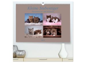 9783435309030 - Kleine Stubenstiger (hochwertiger Premium Wandkalender 2025 DIN A2 quer) Kunstdruck in Hochglanz