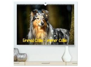 9783435310876 - Einmal Collie - immer Collie (hochwertiger Premium Wandkalender 2025 DIN A2 quer) Kunstdruck in Hochglanz