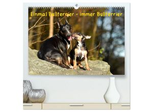 9783435310968 - Einmal Bullterrier - immer Bullterrier (hochwertiger Premium Wandkalender 2025 DIN A2 quer) Kunstdruck in Hochglanz