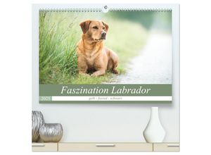 9783435311767 - Faszination Labrador - gelb foxred schwarz (hochwertiger Premium Wandkalender 2025 DIN A2 quer) Kunstdruck in Hochglanz