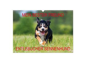 9783435313051 - Mein bester Freund - Entlebucher Sennenhund (Wandkalender 2025 DIN A3 quer) CALVENDO Monatskalender