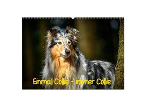 9783435313648 - Einmal Collie - immer Collie (Wandkalender 2025 DIN A2 quer) CALVENDO Monatskalender