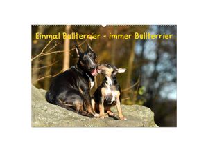 9783435313679 - Einmal Bullterrier - immer Bullterrier (Wandkalender 2025 DIN A2 quer) CALVENDO Monatskalender