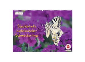 9783435315772 - GEOclick Lernkalender Steckbriefe einheimischer Schmetterlinge (Wandkalender 2025 DIN A2 quer) CALVENDO Monatskalender