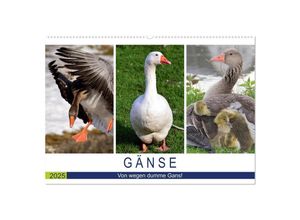 9783435316007 - Gänse Von wegen dumme Gans! (Wandkalender 2025 DIN A2 quer) CALVENDO Monatskalender