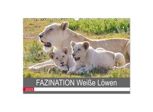 9783435318087 - FAZINATION Weiße Löwen (Wandkalender 2025 DIN A3 quer) CALVENDO Monatskalender