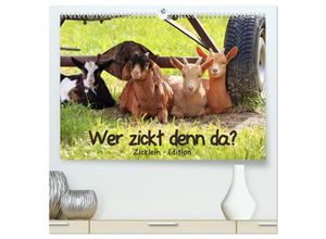 9783435324781 - Wer zickt denn da? - Zicklein-Edition (hochwertiger Premium Wandkalender 2025 DIN A2 quer) Kunstdruck in Hochglanz