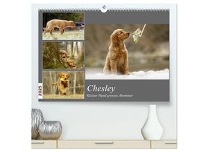 9783435326464 - Chesley Kleiner Hund Grosses Abenteuer (hochwertiger Premium Wandkalender 2025 DIN A2 quer) Kunstdruck in Hochglanz