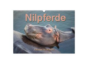 9783435328338 - Nilpferde Kolosse im Wasser (Wandkalender 2025 DIN A3 quer) CALVENDO Monatskalender