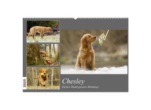 9783435328550 - Chesley Kleiner Hund Grosses Abenteuer (Wandkalender 2025 DIN A2 quer) CALVENDO Monatskalender