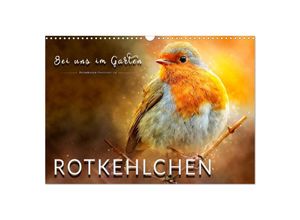 9783435333646 - Bei uns im Garten - Rotkehlchen (Wandkalender 2025 DIN A3 quer) CALVENDO Monatskalender