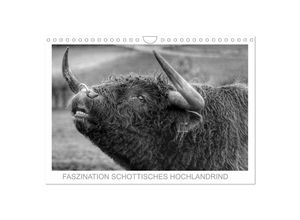 9783435338955 - Faszination Schottisches Hochlandrind (Wandkalender 2025 DIN A4 quer) CALVENDO Monatskalender