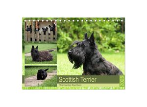 9783435339372 - Scottish Terrier - Charmantes Rauhbein (Tischkalender 2025 DIN A5 quer) CALVENDO Monatskalender