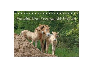 9783435339723 - Faszination Przewalski-Pferde (Tischkalender 2025 DIN A5 quer) CALVENDO Monatskalender