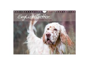 9783435341061 - English Setter - Impressionen edler Hunde (Wandkalender 2025 DIN A4 quer) CALVENDO Monatskalender