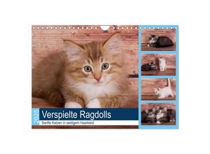 9783435341528 - Verspielte Ragdolls - Sanfte Katzen in seidigem Haarkleid (Wandkalender 2025 DIN A4 quer) CALVENDO Monatskalender