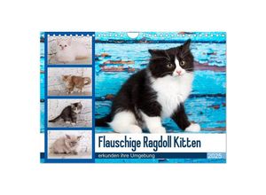 9783435341627 - Flauschige Ragdoll Kitten (Wandkalender 2025 DIN A4 quer) CALVENDO Monatskalender