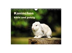 9783435341658 - Kaninchen klein und putzig (Wandkalender 2025 DIN A4 quer) CALVENDO Monatskalender